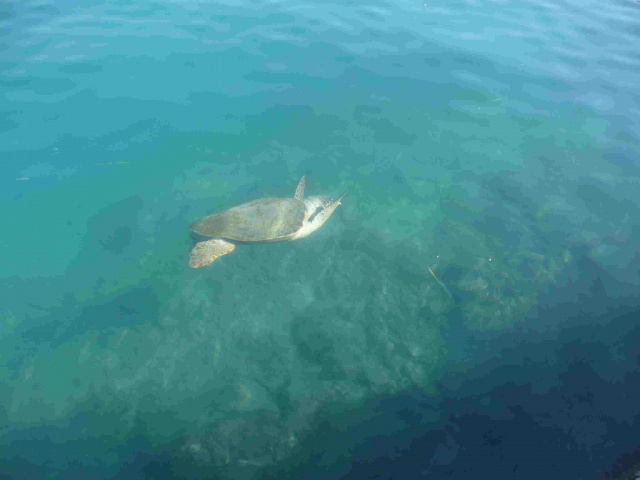 Schildkröte im Hafen von Katellorizon 