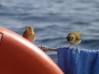 Vögelchen an Bord
